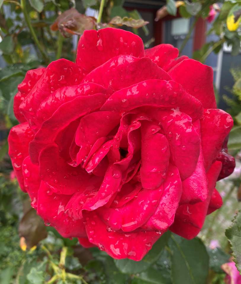 Róże są czerwone puzzle online