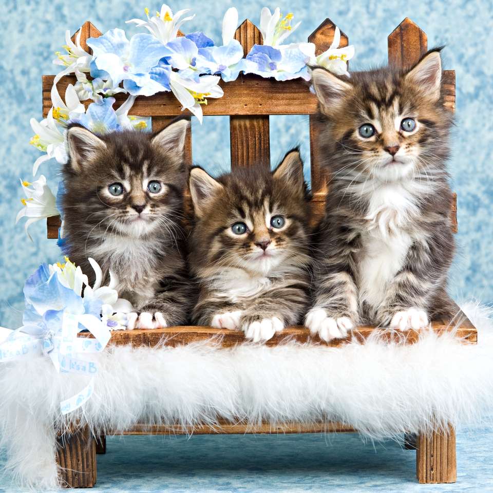 Trzy kotki na ławeczce puzzle online