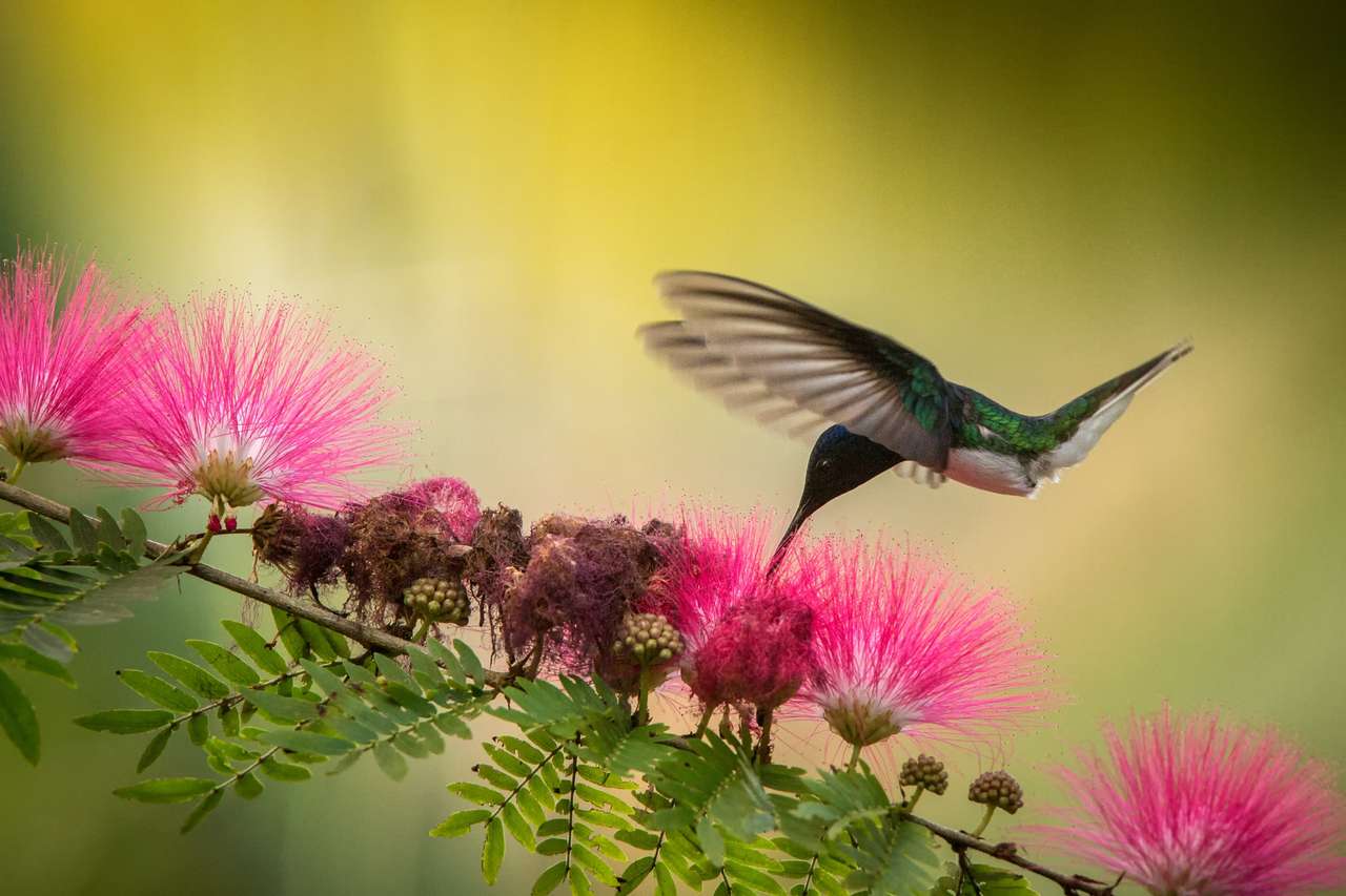 Jacobin à cou blanc planant à côté d'une fleur de mimosa rose, oiseau en vol, forêt tropicale des Caraïbes, Trinité-et-Tobago, habitat naturel, colibri suçant le nectar, fond jaune et vert coloré puzzle