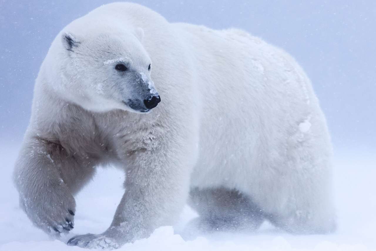 Niedźwiedź polarny, północny drapieżnik arktyczny puzzle online