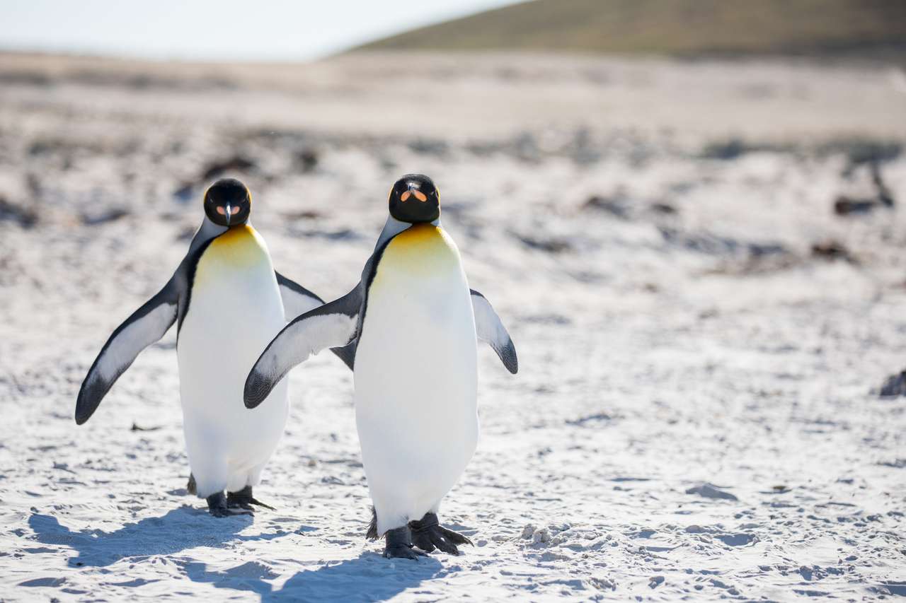 Pingwiny w arktycznym spacerze puzzle online