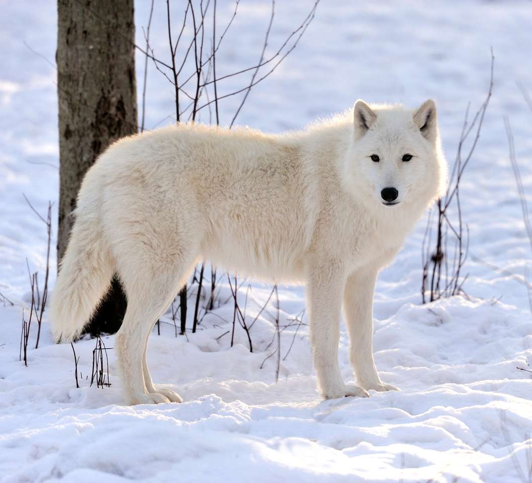 Piękny dziki biały wilk zimą puzzle online