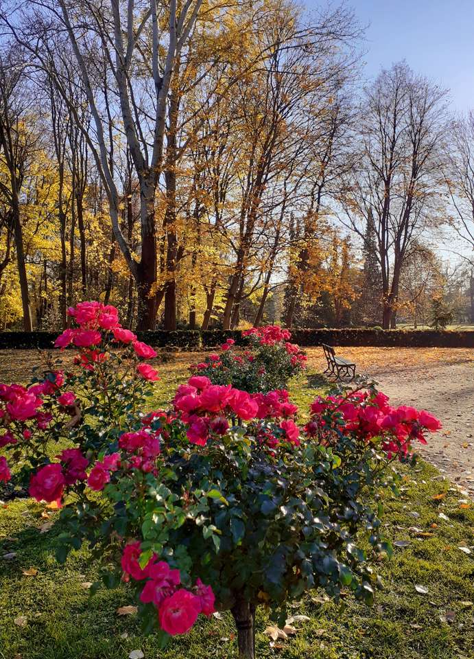 Jesienne róże w parku puzzle online