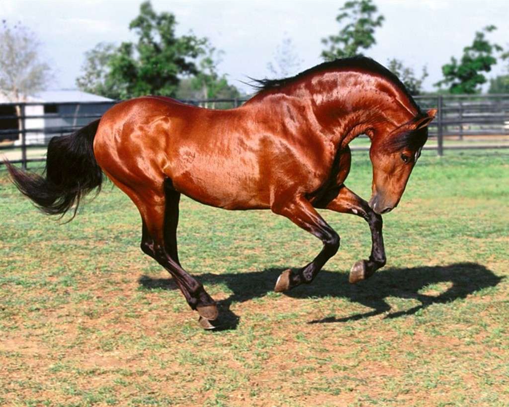 Un cal în padoc. Imagine de fundal pentru telefon puzzle