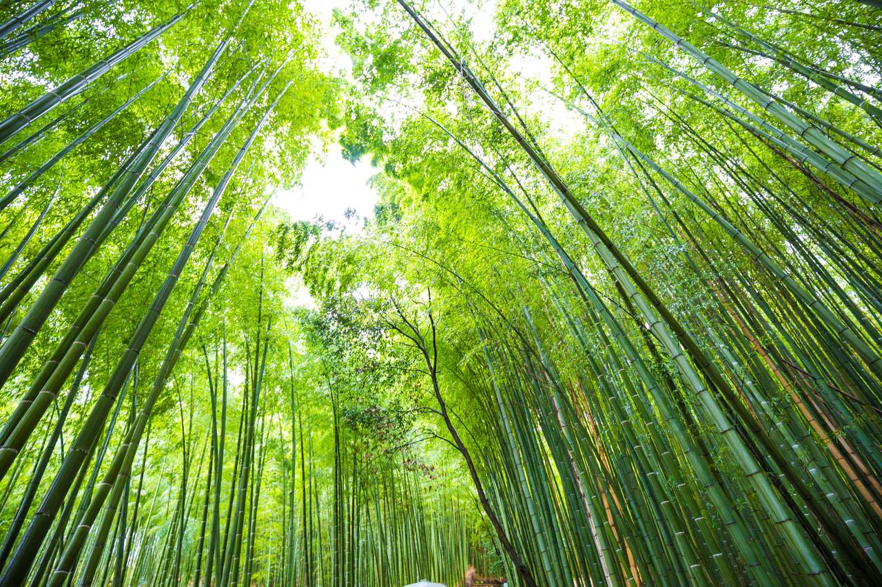 Zielony las bambusowy w Arashiyama Kioto puzzle online