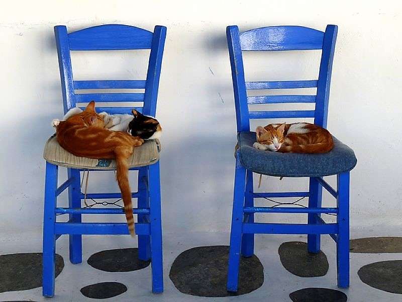 Grecka wyspa Mykonos Ano Mera Koty śpiące puzzle online