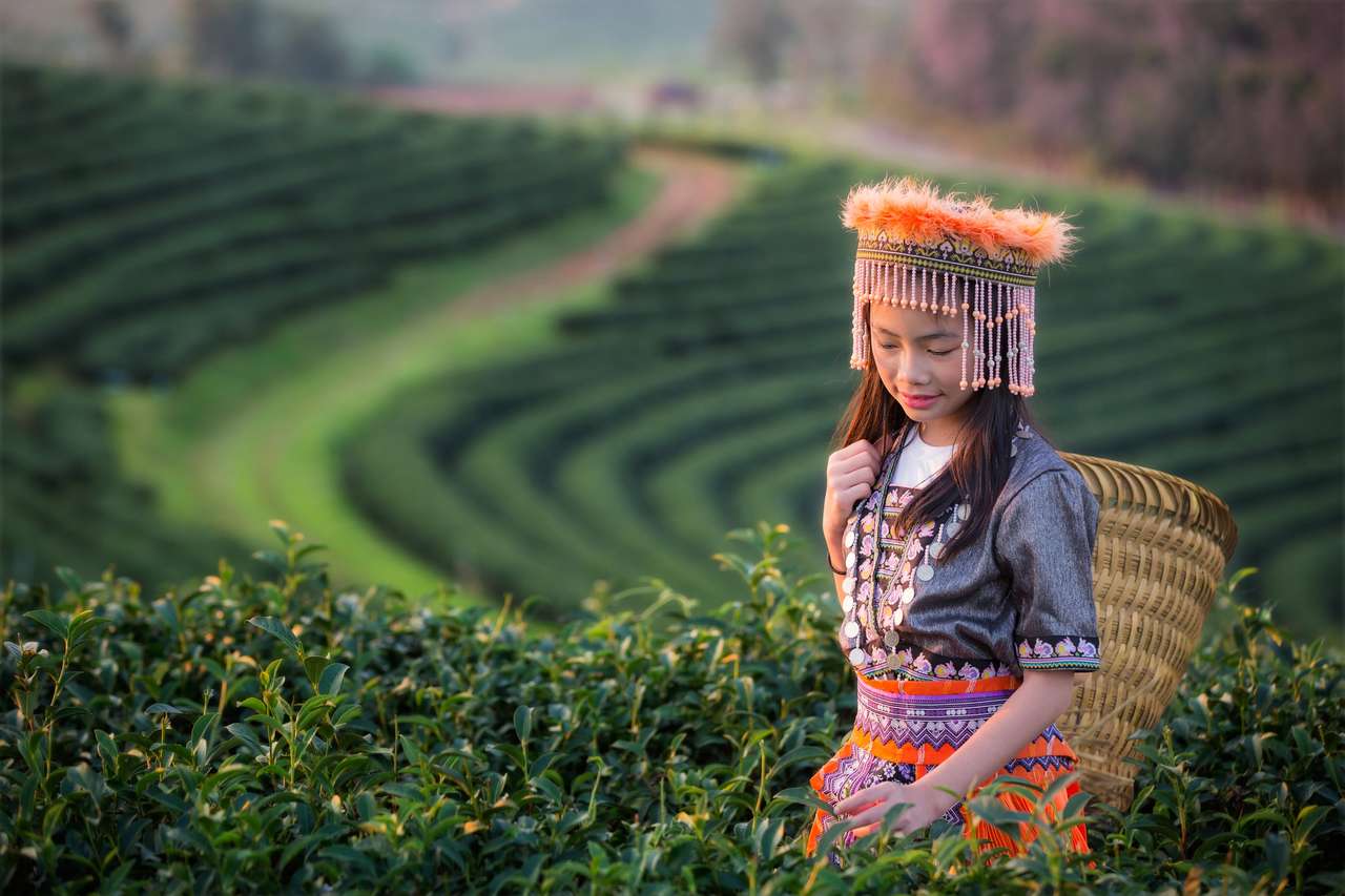 Dziewczyna na polu herbaty puzzle online