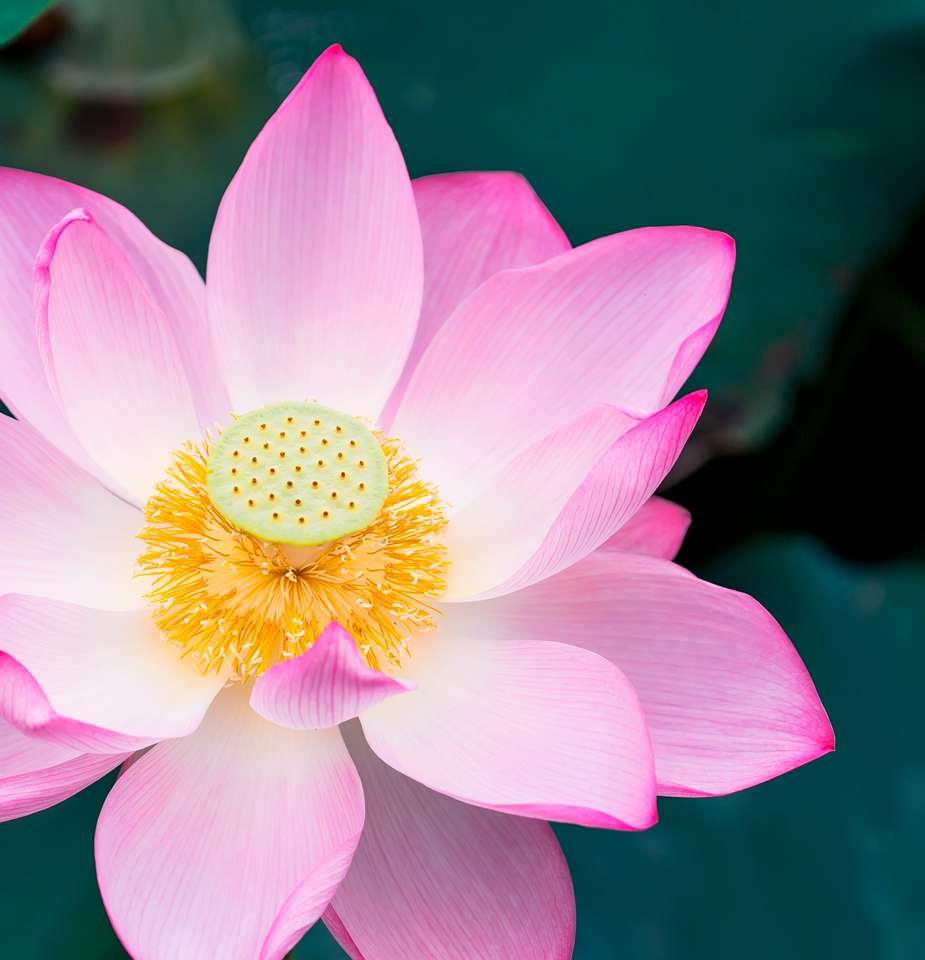 kwiat lotosu kwitnący w letnim stawie puzzle online