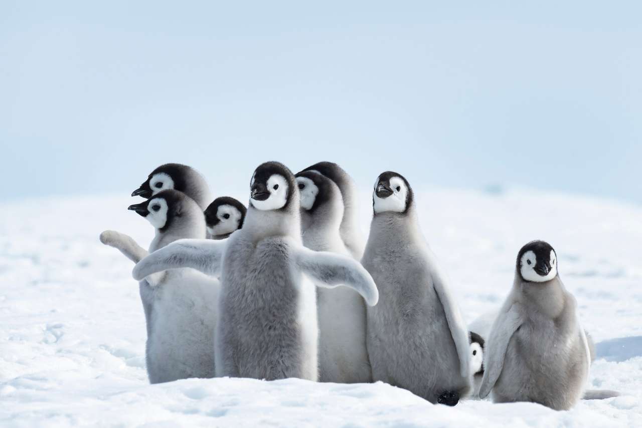 Pisklęta pingwinów cesarskich w Snow Hill na Antarktydzie puzzle online