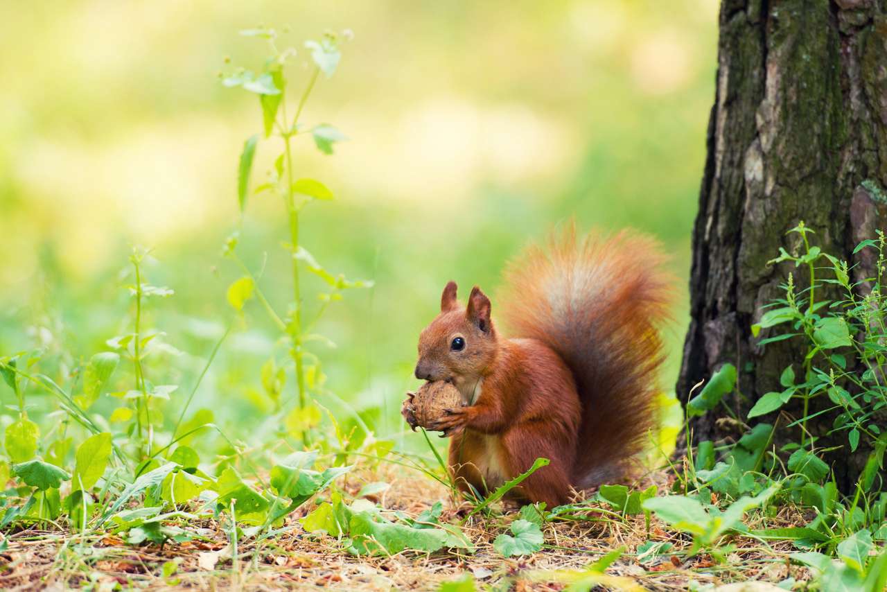 Czerwona wiewiórka stoi w pobliżu drzewa z nakrętką. puzzle online