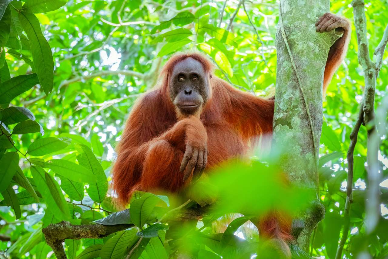 Samica orangutana puzzle online