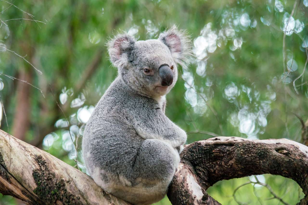 Koala odpoczywa na drzewie w Perth w Australii. puzzle online