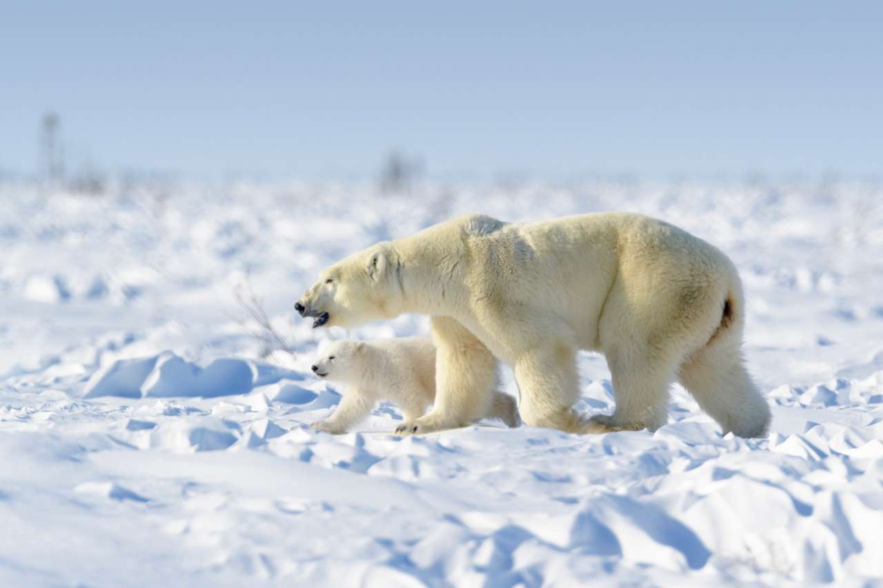 Mama niedźwiedzia polarnego z nowo narodzonym lisiątkiem puzzle online