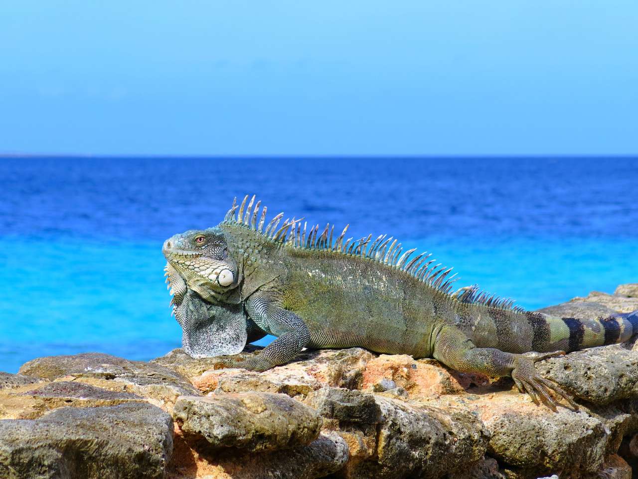Jaszczurka duża zielona szara iguana siedzi na kamieniach w pobliżu morza. puzzle online