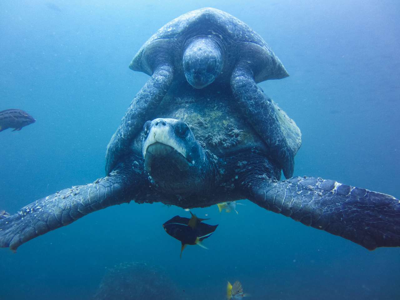 dwa żółwie morskie współpracujące pod wodą puzzle online