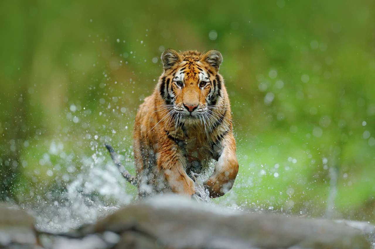 Tygrys z pluskiem wody rzeki puzzle online