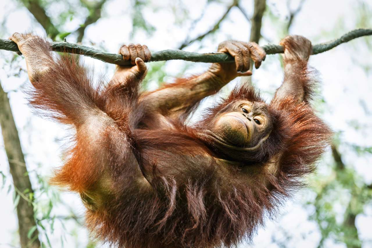 Orangutan na drzewie puzzle online