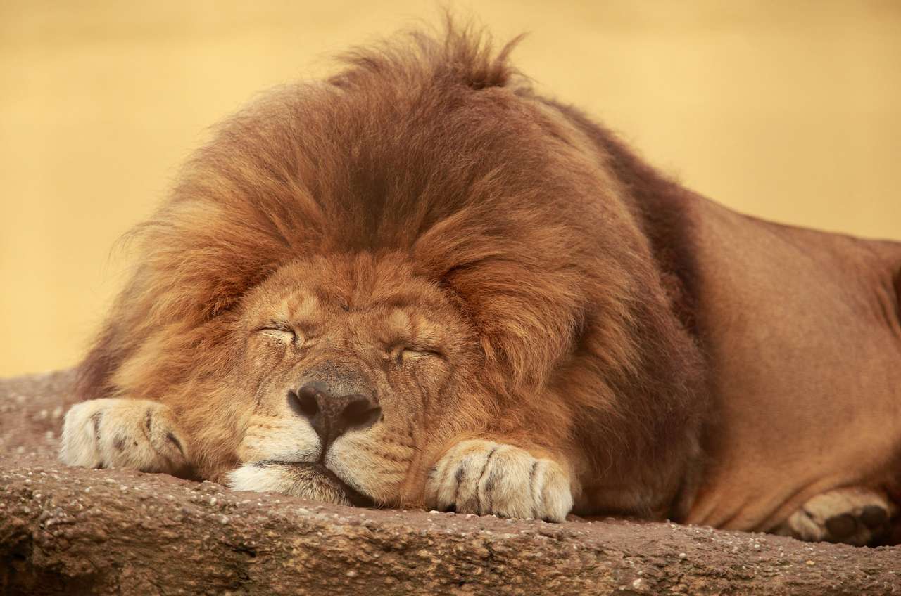 Lew afrykański śpiący na płaskim kamieniu puzzle online
