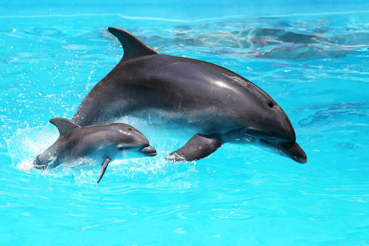 W basenie pływają dwa delfiny puzzle online