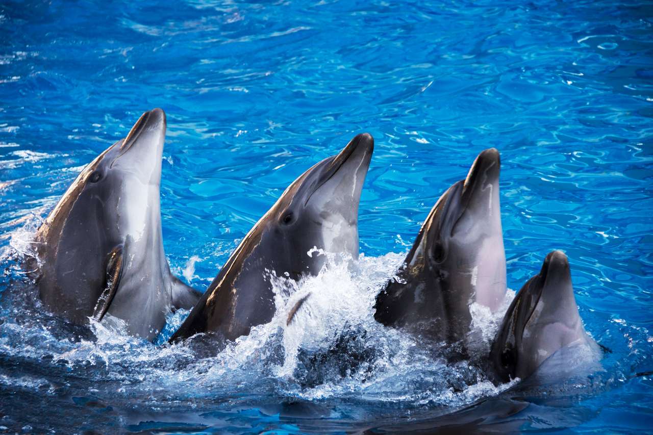 Grupa pięciu delfinów w niebiesko-turkusowej wodzie puzzle online