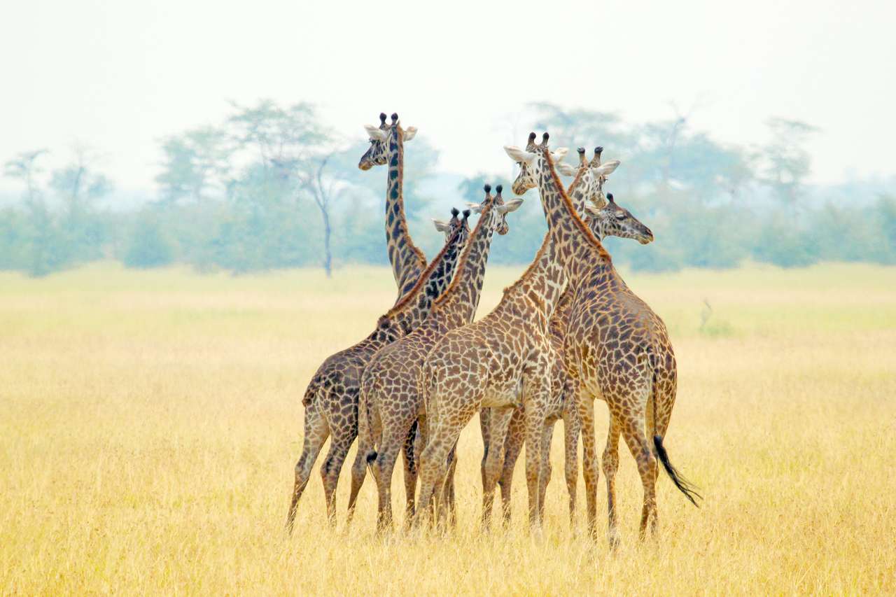 żyrafy w Parku Narodowym Serengeti, Tanzania puzzle online