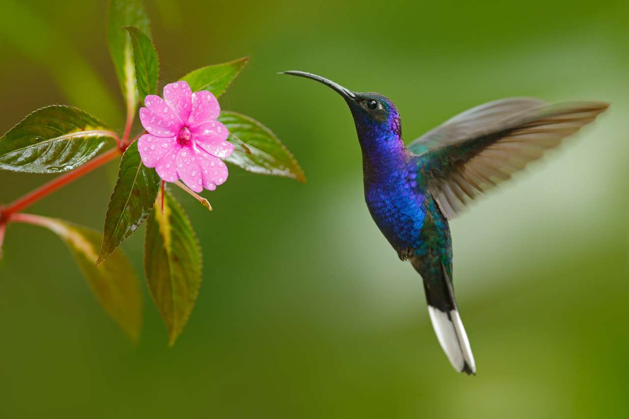 Szablowanie fioletowego kolibra puzzle online