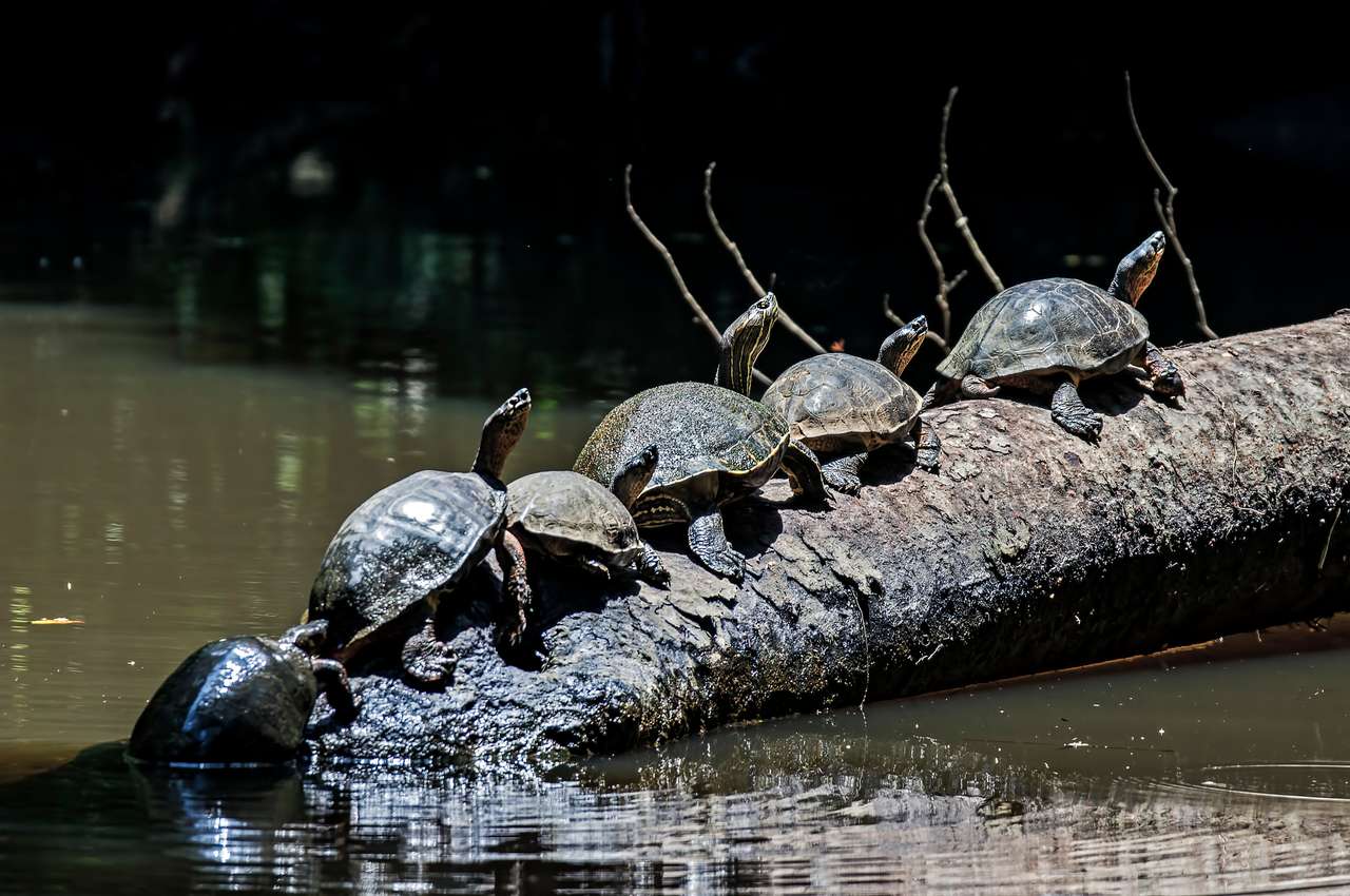 Żółwie w kolejce na pniu drzewa w Parku Narodowym Tortuguero puzzle online