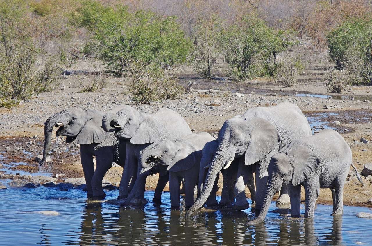 Dzikie zwierzęta Afryki w ich środowisku: grupa słoni puzzle online