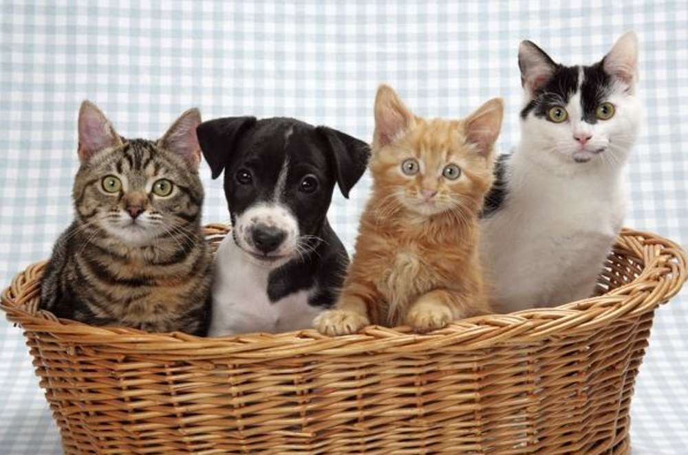 Trzy koty i jeden szczeniak puzzle online