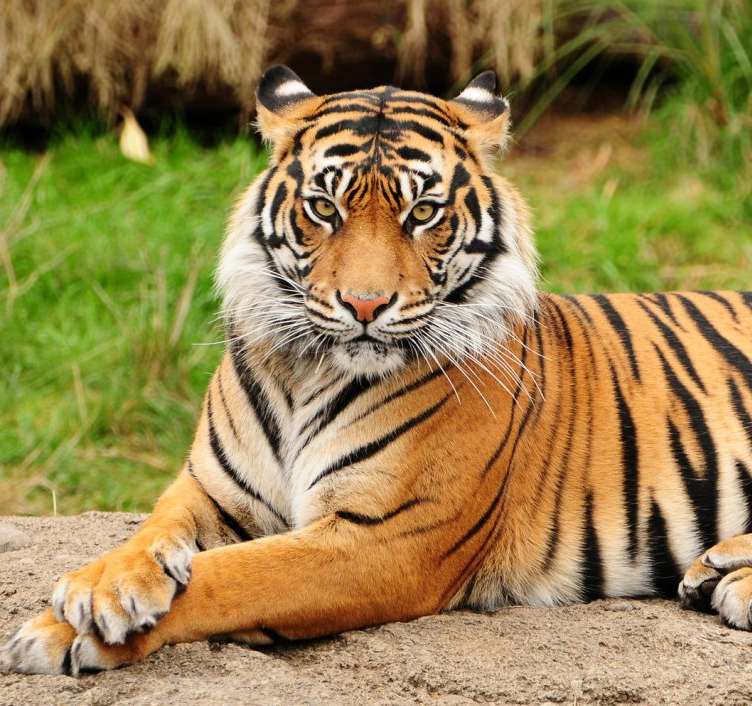 zwierzę tygrysa puzzle online