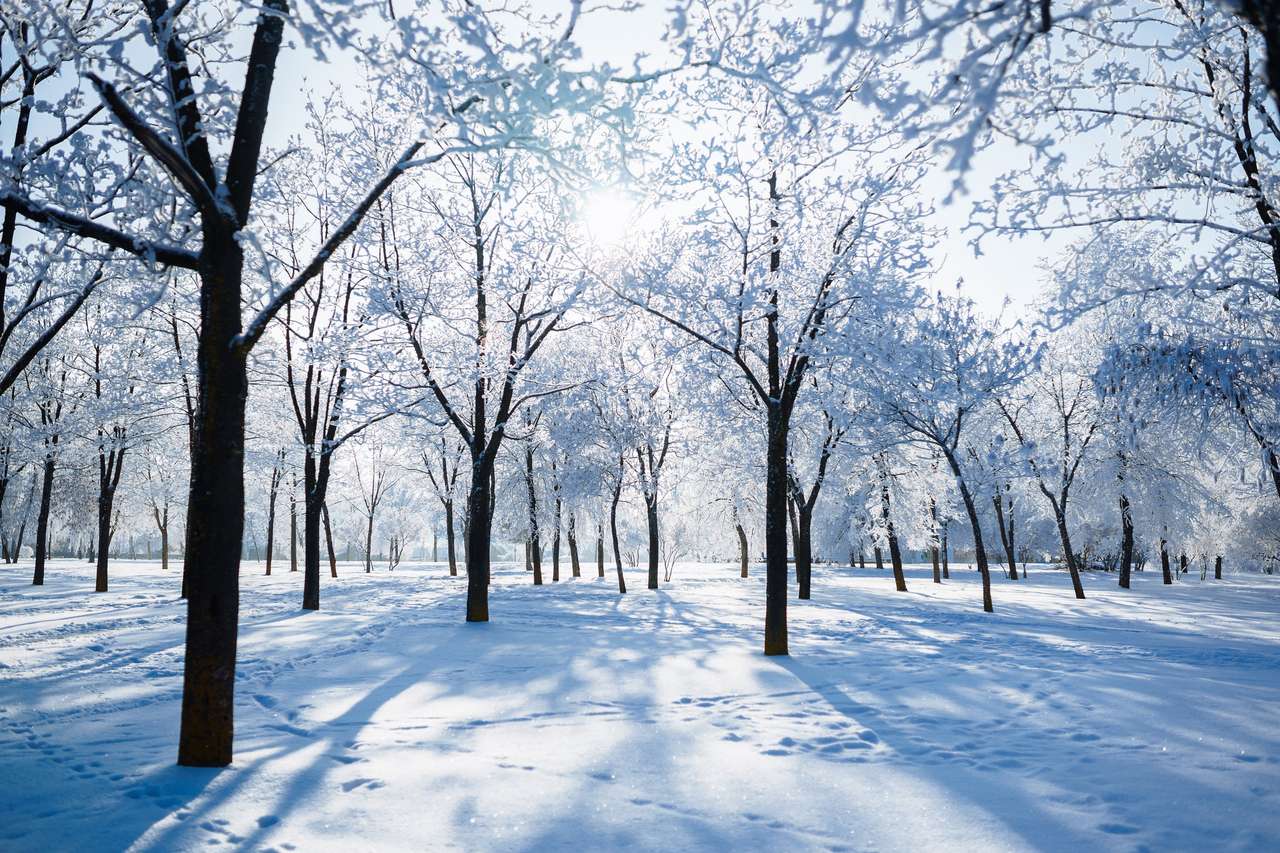 zimowe drzewa pokryte szronem Zimowa gałąź puzzle online