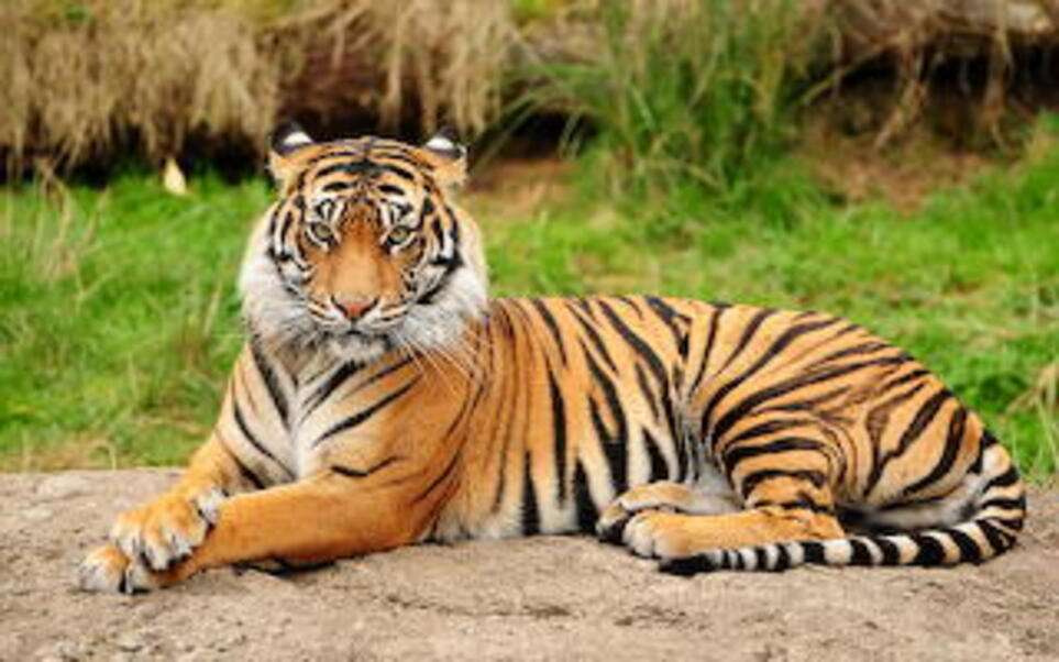 Piękny i piękny tygrys puzzle online