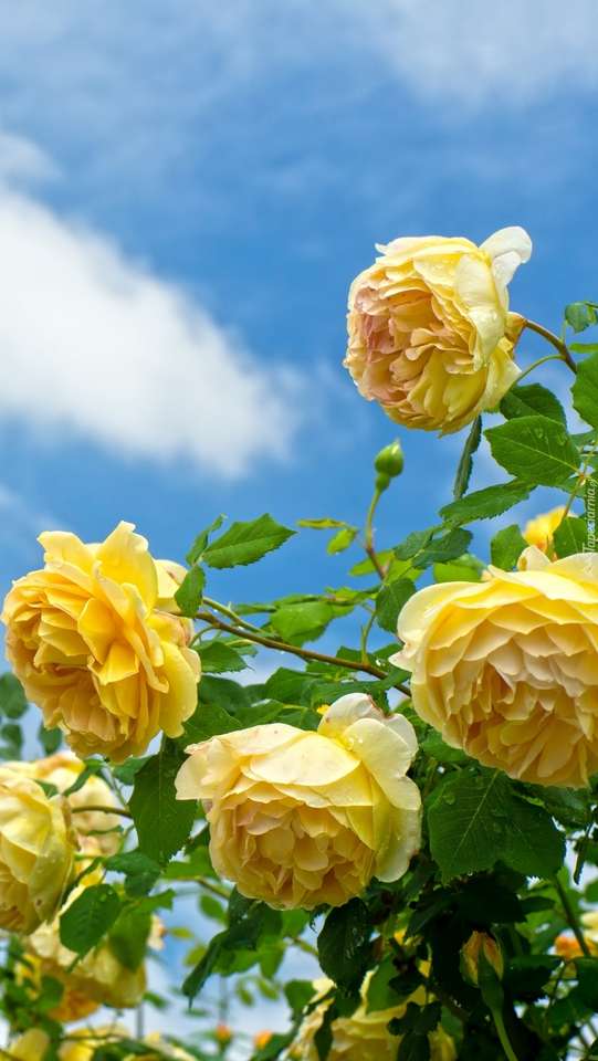 Żółte róże na krzaku puzzle online
