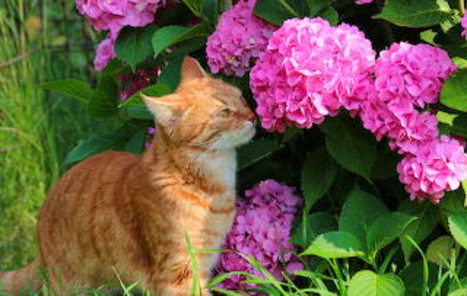 Kotek pachnący kwiaty puzzle online