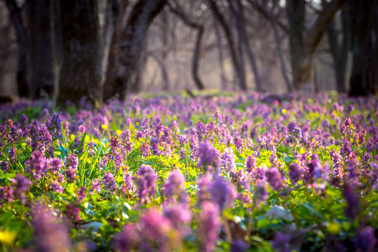 Ładna łąka kwiatowa w lesie na wiosnę puzzle online