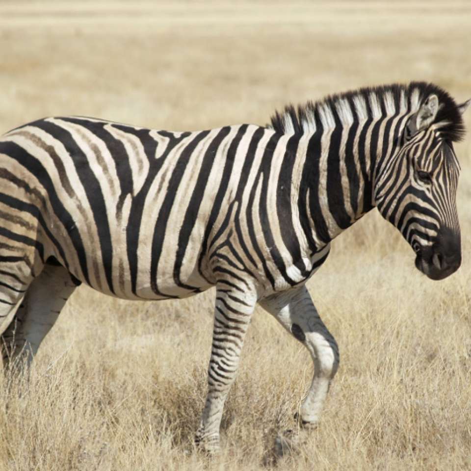 Zebra na stepie puzzle online