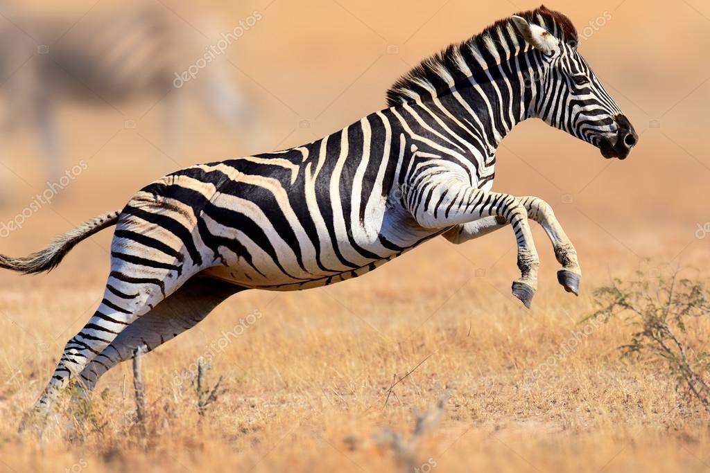 Zebra w podskoku puzzle online