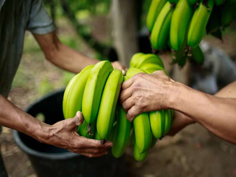 Produkcja bananów w Hondurasie puzzle online