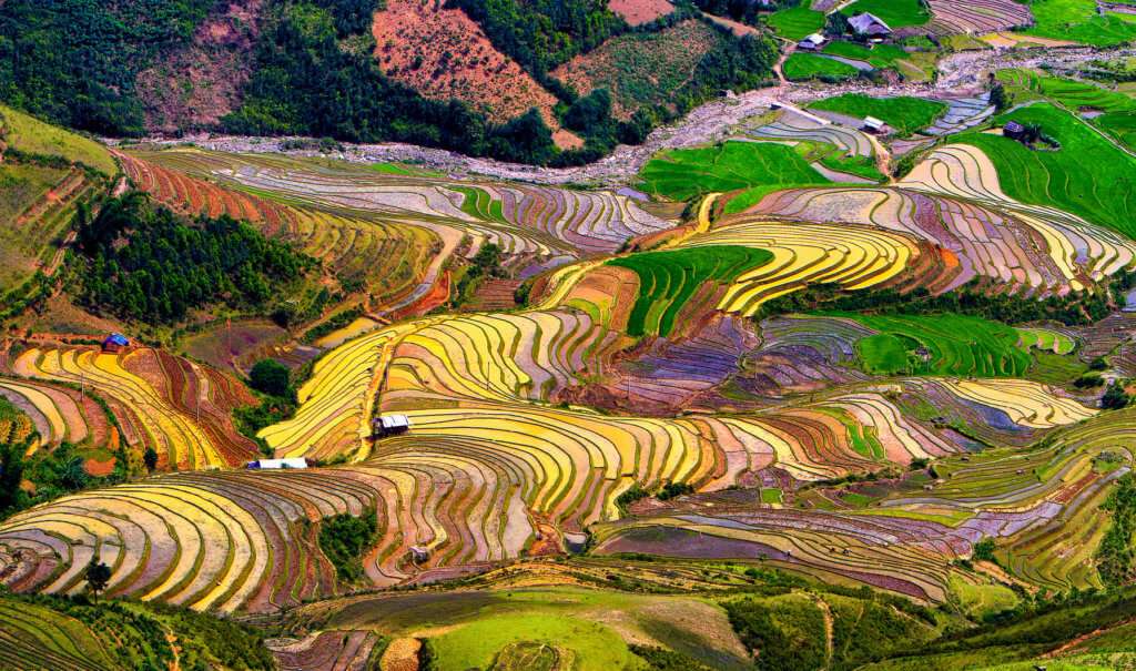Tarasy ryżowe w Wietnamie puzzle online