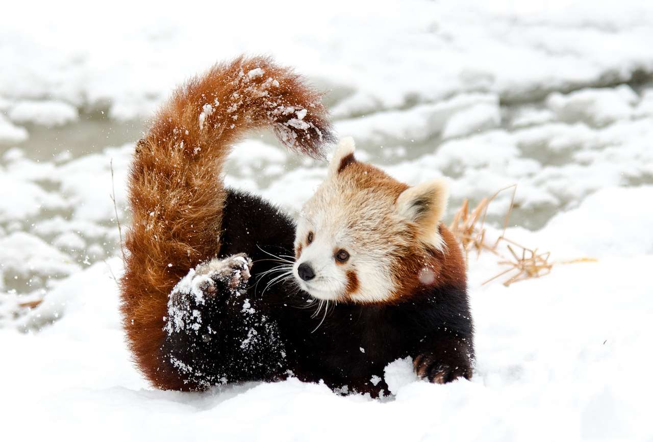 panda mała w śniegu puzzle online