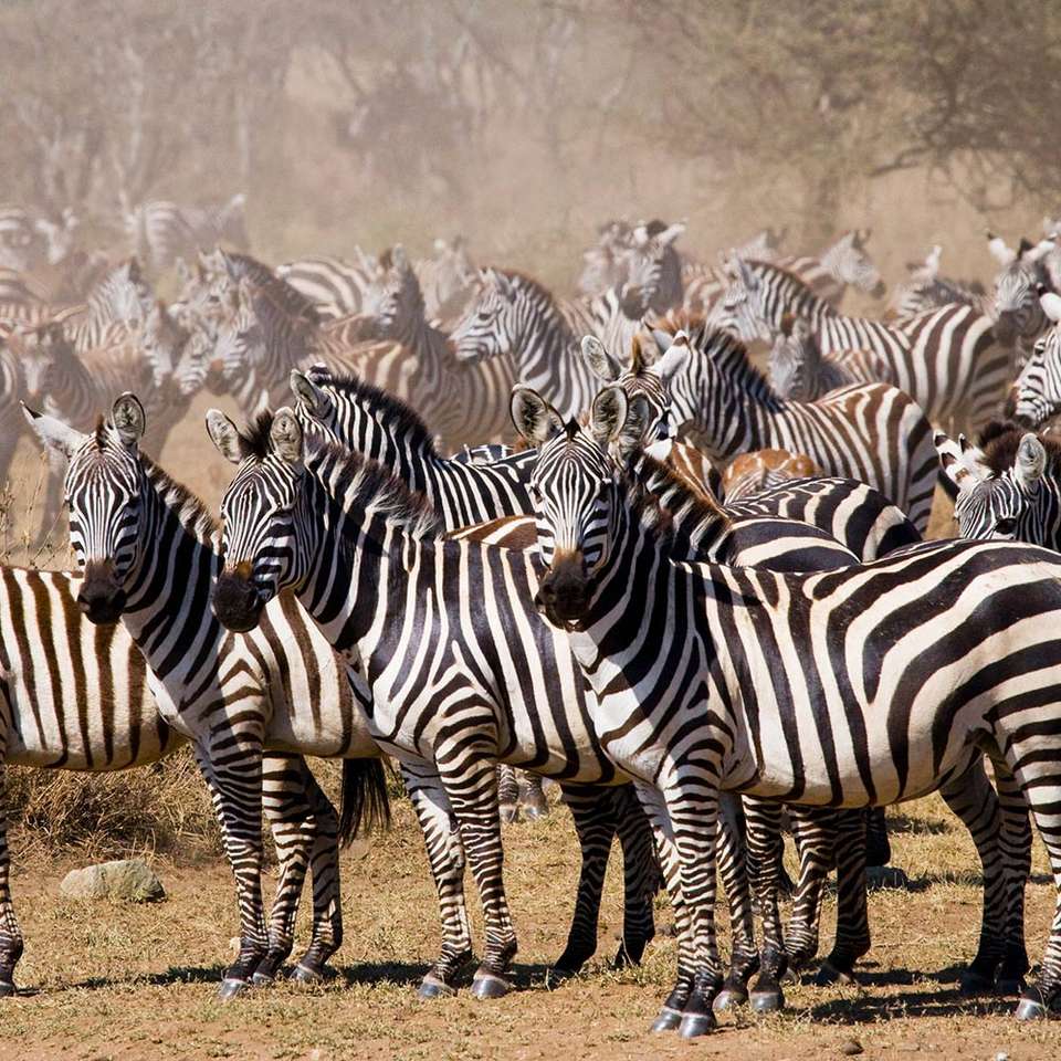 Stado zebr w Kenii puzzle online
