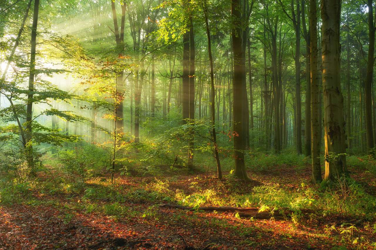 Jesienny poranek w starym lesie puzzle online