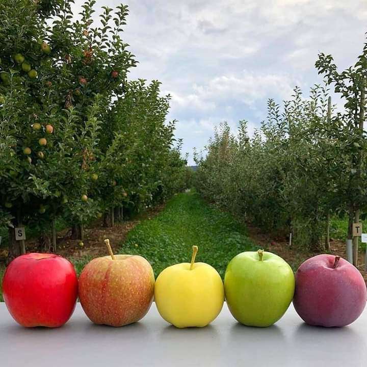 Jabłka i jesień puzzle online