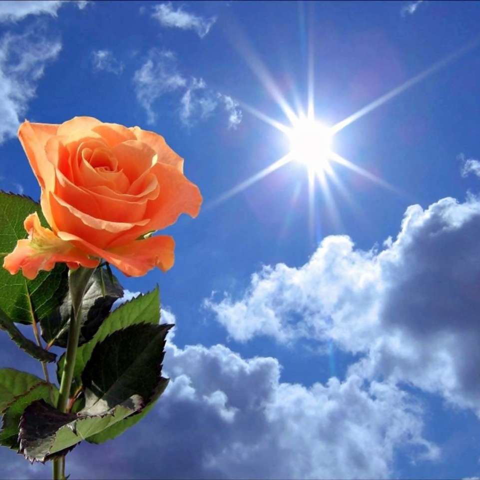 Róża i promienia słońca puzzle online