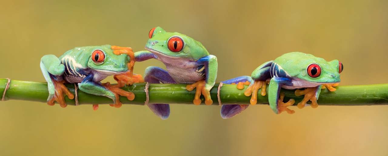 Trzy małe dziewczyny żaby drzewne puzzle online
