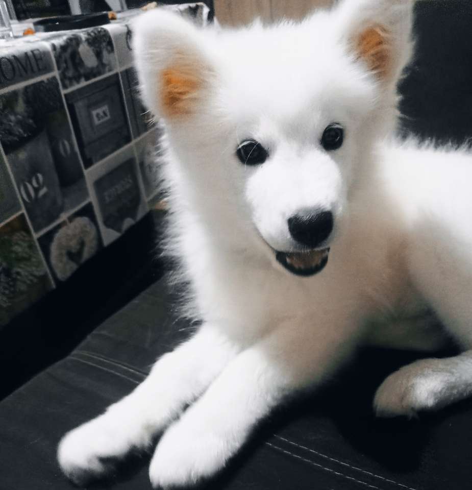 Samoyed dziecko puzzle online