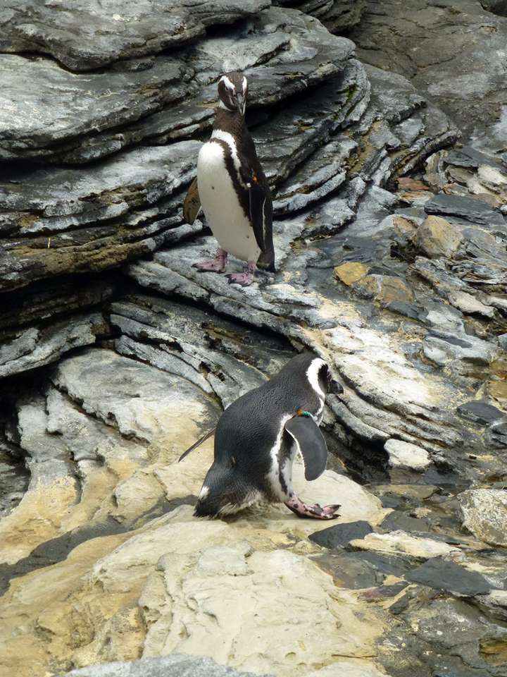 pingwiny w oceanarium, Lizbona puzzle online