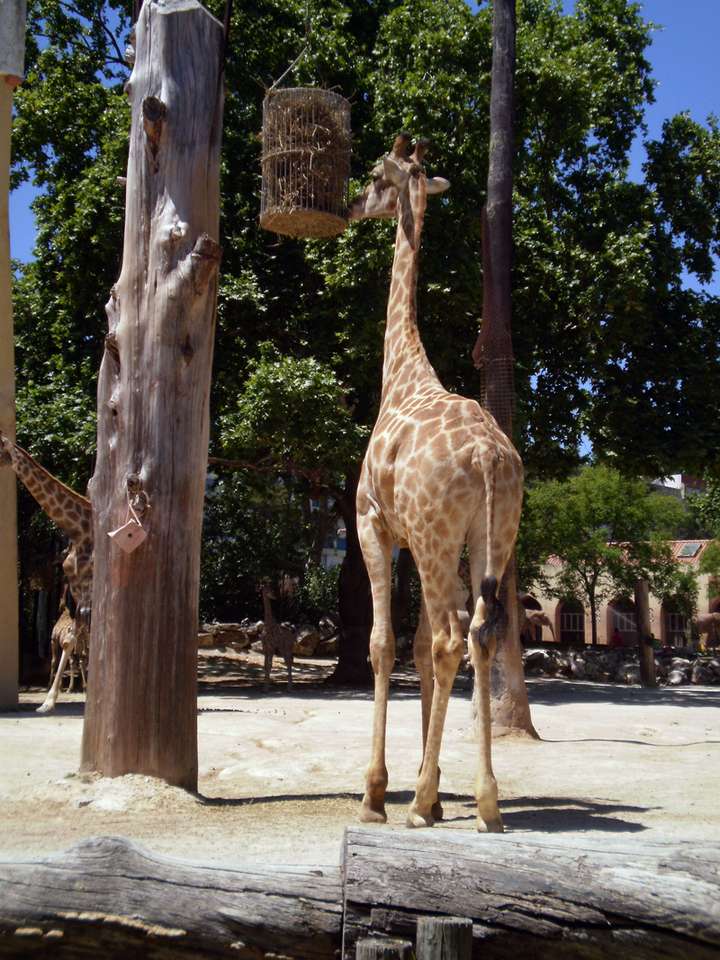 żyrafa w Zoo, Lizbona puzzle online