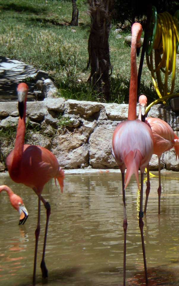 flamingi w Zoo, Lizbona puzzle online