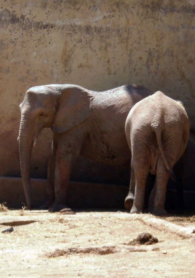słonie w Zoo, Lizbona puzzle online